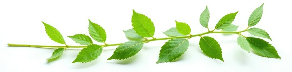 Obraz premium Plant Stem and Leaves Isolated On White Background, herbaceous, leaves