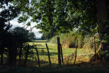 entrée de pré. Entrée d'un champ. Paysage de campagne au matin. Ambiance rurale. Arbre,...