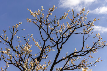 東京散歩　梅が見頃の浜離宮