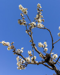 東京散歩　梅が見頃の浜離宮