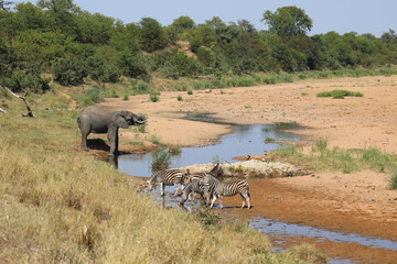 Afrikanischer Elefant und Steppenzebra im Tsendze River/ African elephant  and Burchell's zebra in...