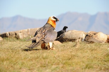 BEARDED VULTURE (Gypaetus barbatus) .  highly endangered . at a safe feeding site in the drakensberg, 