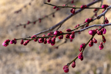 東京散歩　梅が見頃の浜離宮