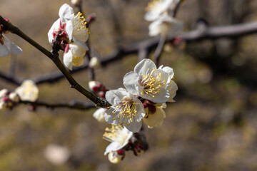 東京散歩　梅が見頃の浜離宮