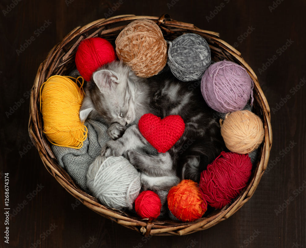 Poster cozy tiny maine coon kitten hugs ball of thread and sleeps inside a basket with red heart and many c