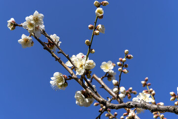 東京散歩　梅が見頃の浜離宮