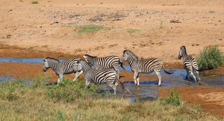 Obraz premium Steppenzebra im Tsendze River/ Burchell's zebra in Tsendze River / Equus quagga burchellii.