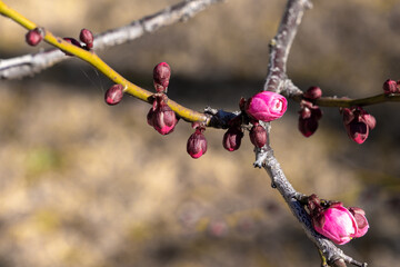 東京散歩　梅が見頃の浜離宮
