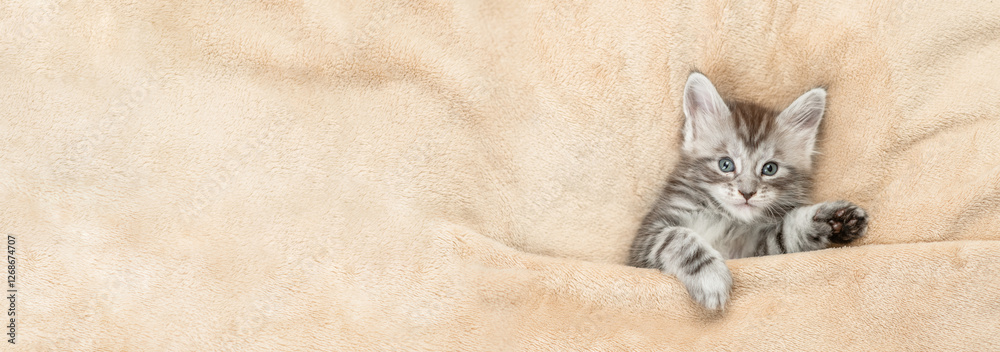 Poster cozy maine coon kitten lying under warm blanket on a bed at home. top down view. empty space for tex