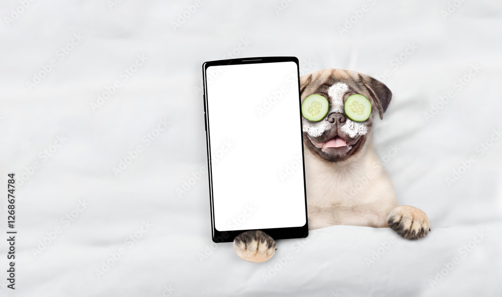 Poster funny pug puppy with cream on his face, with pieces of cucumber on his eyes relaxing on the bed at h