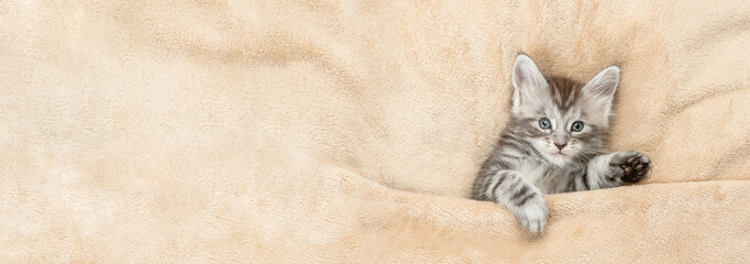 Cozy Maine coon kitten lying under warm blanket on a bed at home. Top down view. Empty space for...