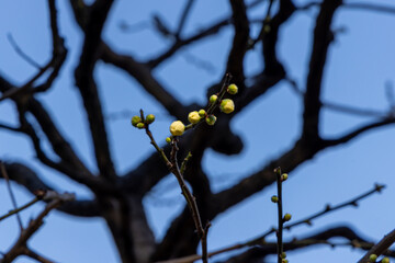 東京散歩　梅が見頃の浜離宮