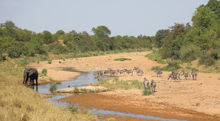Afrikanischer Elefant und Steppenzebra im Tsendze River/ African elephant  and Burchell's zebra in...