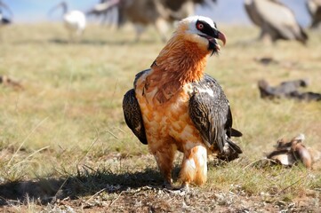 BEARDED VULTURE (Gypaetus barbatus) .  highly endangered . at a safe feeding site in the drakensberg, 