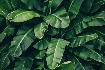 photo background of green banana leaves, forest