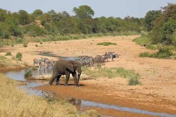 Afrikanischer Elefant und Steppenzebra im Tsendze River/ African elephant  and Burchell's zebra in...