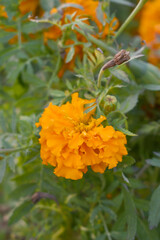 orange marigold flower blossom in garden, orange Mari Gold flowers for decorate garden, Close up of beautiful orange marigold flower. Nature, Marigold flowers bloom in the morning, Marigold