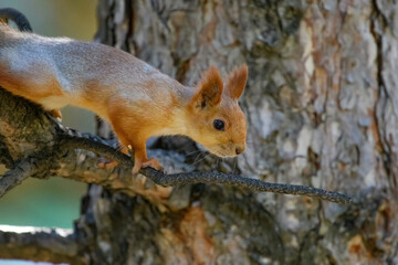 squirrel on a tree