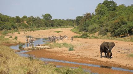 Afrikanischer Elefant und Steppenzebra im Tsendze River/ African elephant  and Burchell's zebra in...