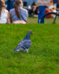 pigeon in the park