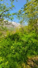 Fototapeta premium Stunning view of a lush green forest with snow-capped mountains in the background, showcasing the beauty of nature and the changing seasons. 📍Kamalla, Hawraman Takht