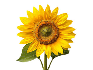 Obraz premium A bright yellow sunflower with visible seeds, isolated on a transparent background, PNG file.