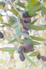 ripe black olives on tree closeup, Olive-tree branch with ripe black olives, olive tree plantation...