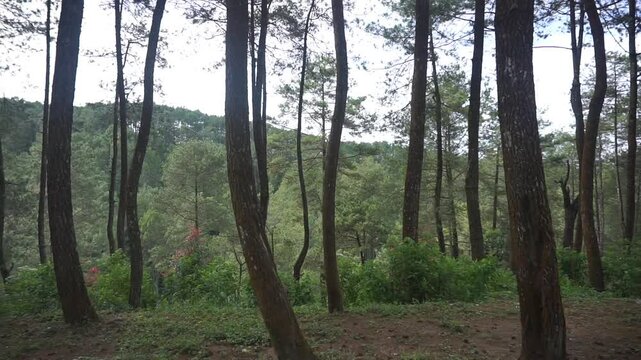beautiful vertical video portrait natural scenery in the forest camping big tall pine trees,in karacak valey garut indonesia