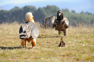 JUVENILE BEARDED VULTURE (Gypaetus barbatus) . challenges adult for possession of a scrap.  highly...