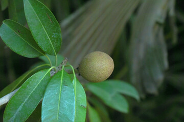 Fototapeta premium sweet sapodilla fruit on the tree, sapodilla plum in the garden fruit, Closeup of fresh sapodilla fruit for healthy. chikoo fruit has a sweet taste on sapodilla tree with green leaves in pakistan