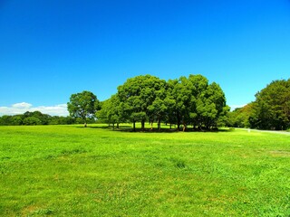 楠木と草原のある夏の水元公園風景