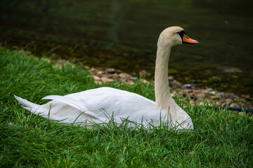 swan on the lake