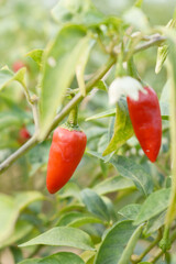 fresh red chili vegetable on plant closeup, chili plants in organic farming, Chilies closeup in field, red chili plant in a farmer's field, Ripe red chili on a plant in Chakwal, Punjab, Pakistan