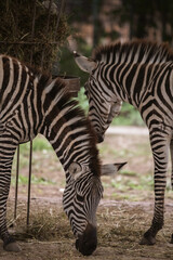 zebra in the wild