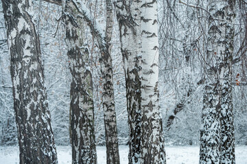 Snow-covered birch trees on a cloudy winter day.