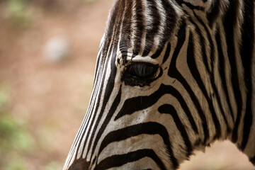 zebra close up © Mikhail