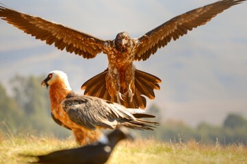 JUVENILE BEARDED VULTURE (Gypaetus barbatus) highly endangered throughout southern africa