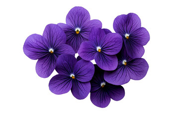 Obraz premium A cluster of blooming violets with deep purple petals, isolated on a transparent background, PNG file.