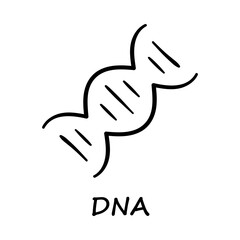 Hand-drawn DNA – A double helix structure representing genetics, molecular biology, and hereditary studies.