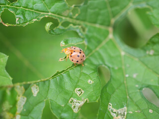 Insect eggplant beetle, 28 spots eat a leaf of bitter gourd leaves. Garden pest control. Closeup photo, blurred.