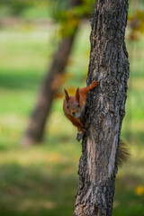 squirrel on a tree
