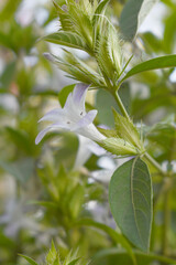 Crested Philippine violet or Bluebell barleria (Barleria cristata Lavender Lace) rare variety wild flower medicinal plant, close up, Barleria Cristata Lavender Lace Flowers With Leaves In Garden,