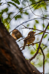 sparrow on a branch