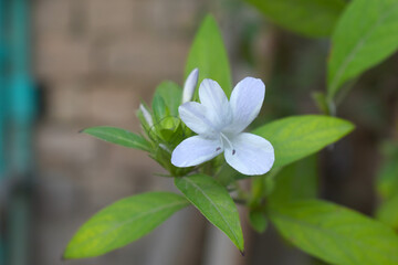 Crested Philippine violet or Bluebell barleria (Barleria cristata Lavender Lace) rare variety wild flower medicinal plant, close up, Barleria Cristata Lavender Lace Flowers With Leaves In Garden,