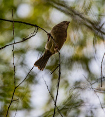 sparrow on branch