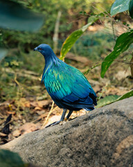 nicobar pigeon