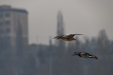 seagull in flight
