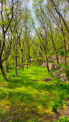 Fototapeta premium A serene forest path surrounded by lush greenery and tall trees, perfect for nature walks and outdoor adventures. 📍Hawraman Takht, Kurdistan