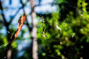 spider web with dew drops