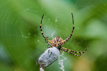 spider on the web